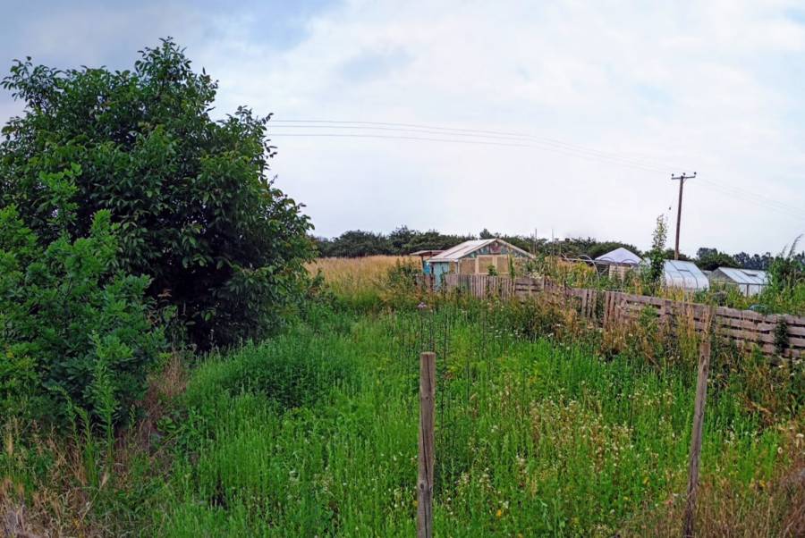 20210709-allotment_left_view.jpg